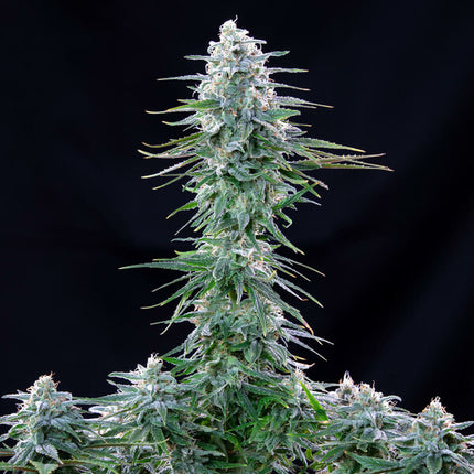 Power Flower (Royal Queen Seeds)