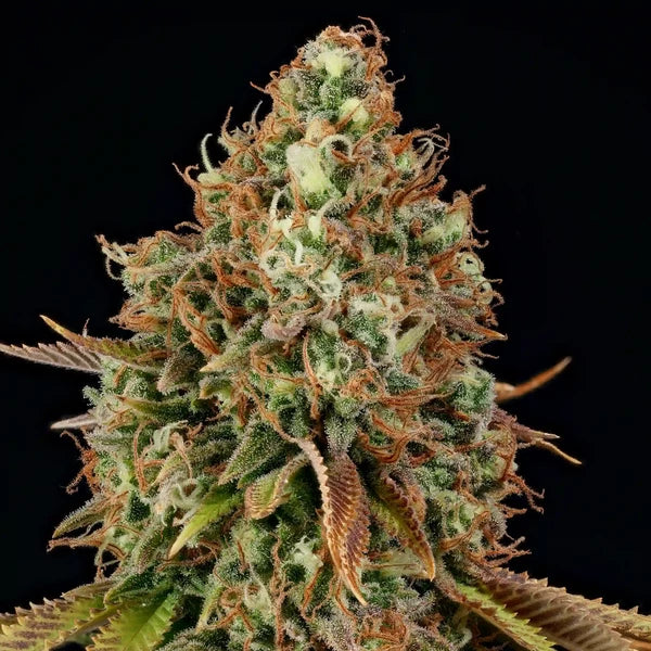 Purple Punch (Royal Queen Seeds)