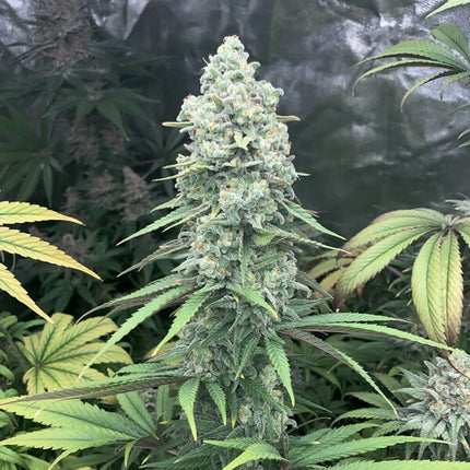 Purple Queen (Royal Queen Seeds)