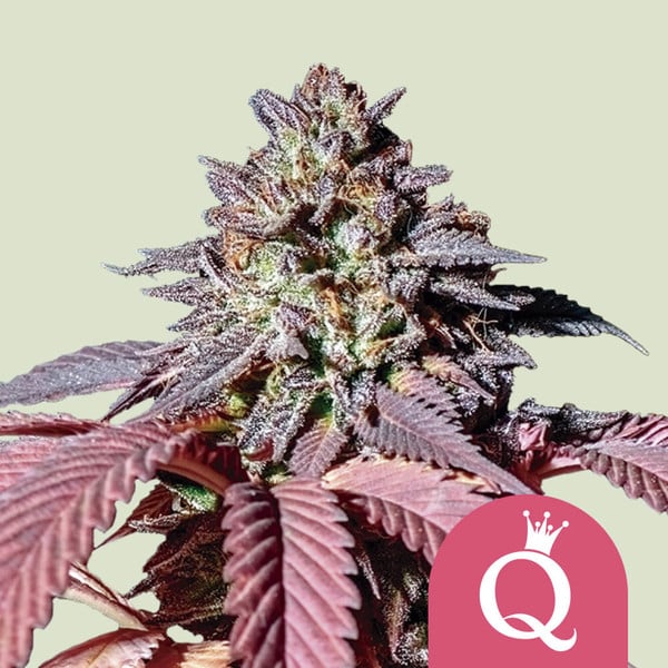 Purple Queen (Royal Queen Seeds)
