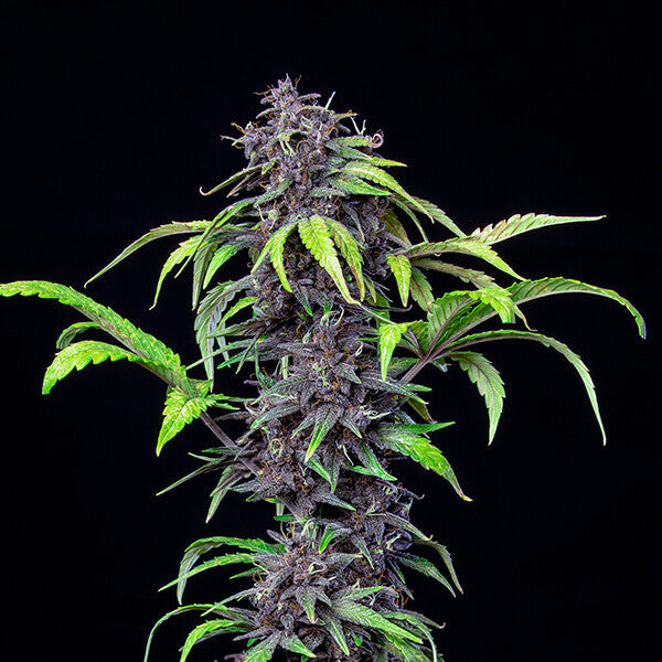 Purplematic CBD (Royal Queen Seeds)