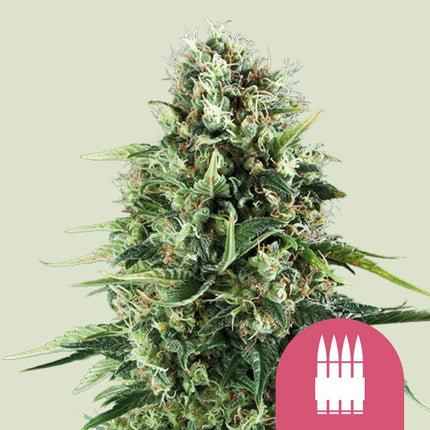 Royal AK (Royal Queen Seeds)