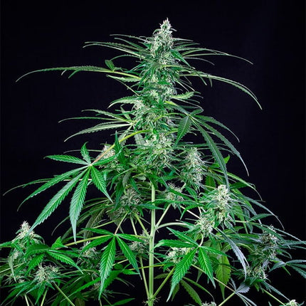 Royal AK (Royal Queen Seeds)