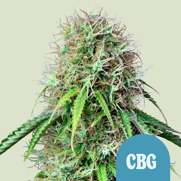 Royal CBG Auto (Royal Queen Seeds)