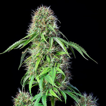 Royal CBG Auto (Royal Queen Seeds)
