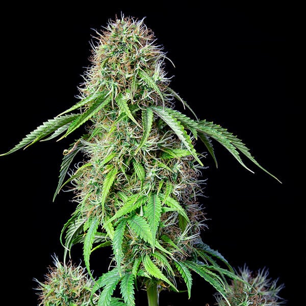 Royal CBG Auto (Royal Queen Seeds)