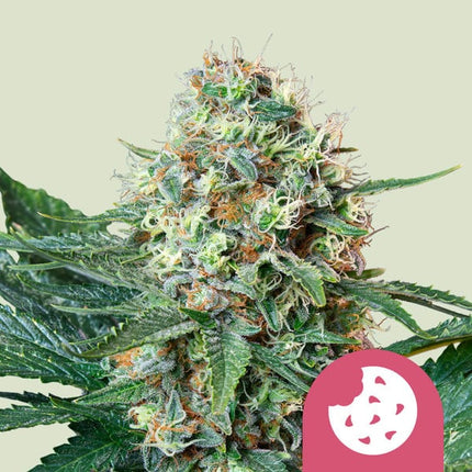 Royal Cookies (Royal Queen Seeds)