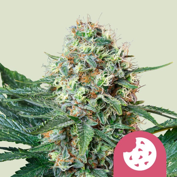 Royal Cookies (Royal Queen Seeds)