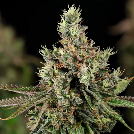 Royal Cookies (Royal Queen Seeds)