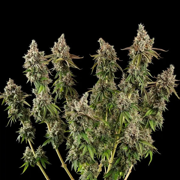 Royal Cookies (Royal Queen Seeds)
