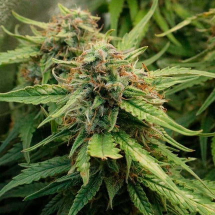 Royal Creamatic (Royal Queen Seeds)