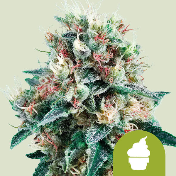 Royal Creamatic (Royal Queen Seeds)