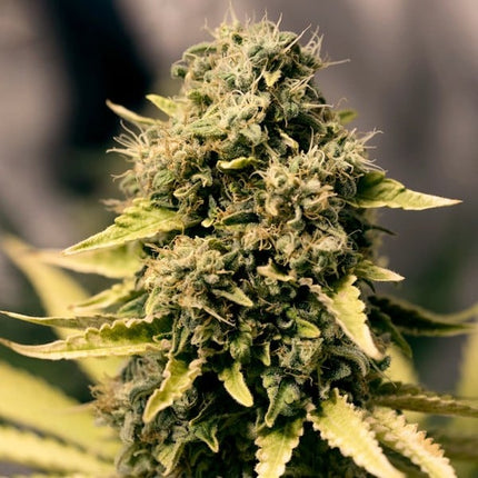 Royal Domina (Royal Queen Seeds)