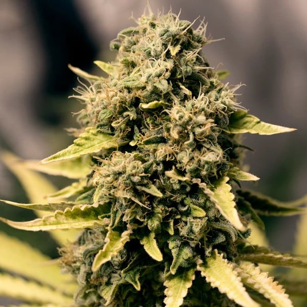 Royal Domina (Royal Queen Seeds)