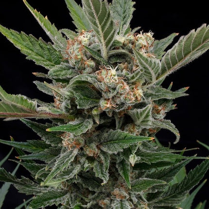 Royal Gorilla (Royal Queen Seeds)
