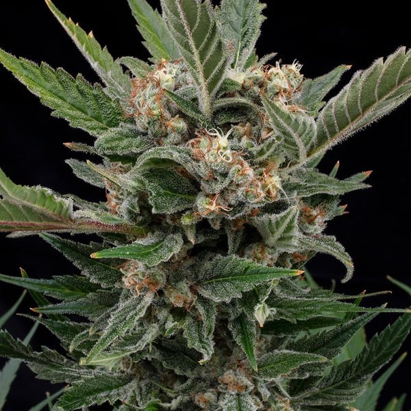 Royal Gorilla (Royal Queen Seeds)