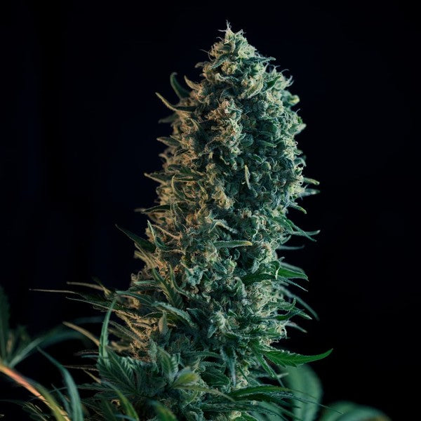 Royal Medic (Royal Queen Seeds)