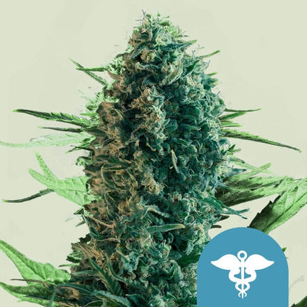 Royal Medic (Royal Queen Seeds)