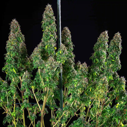 Royal Moby (Royal Queen Seeds)