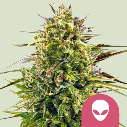 Royal Queen Seeds Alien OG (Royal Queen Seeds)