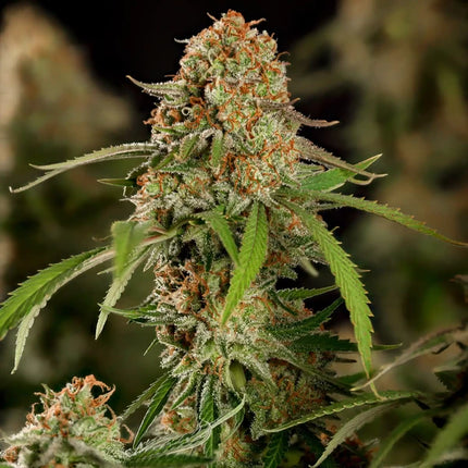 Royal Queen Seeds Alien OG (Royal Queen Seeds)