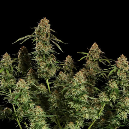 Royal Queen Seeds Alien OG (Royal Queen Seeds)