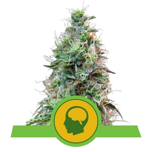 Royal Queen Seeds Amnesia Haze Auto (Royal Queen Seeds)