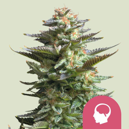 Royal Queen Seeds Amnesia Haze (Royal Queen Seeds)