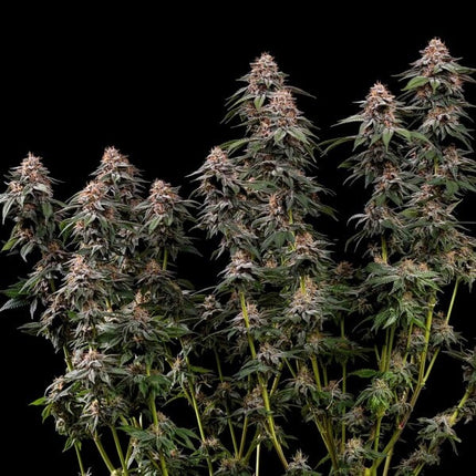 Royal Queen Seeds Amnesia Haze (Royal Queen Seeds)