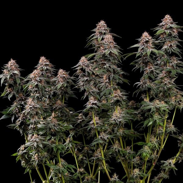 Royal Queen Seeds Amnesia Haze (Royal Queen Seeds)