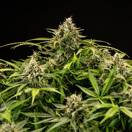 Royal Queen Seeds Apollo F1 (Royal Queen Seeds)