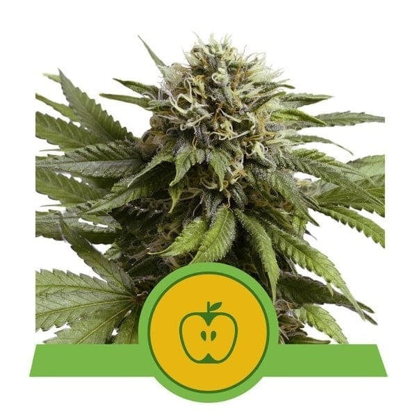 Royal Queen Seeds Apple Fritter Auto (Royal Queen Seeds)