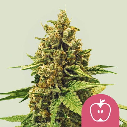 Royal Queen Seeds Apple Fritter (Royal Queen Seeds)