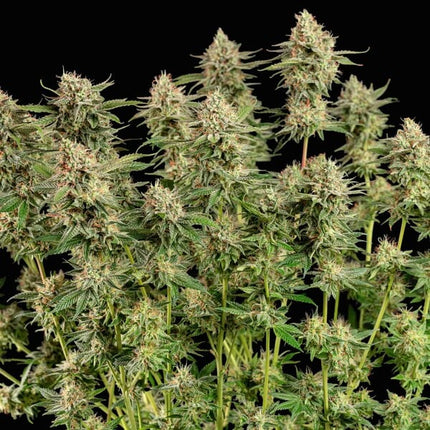 Royal Queen Seeds Apple Fritter (Royal Queen Seeds)