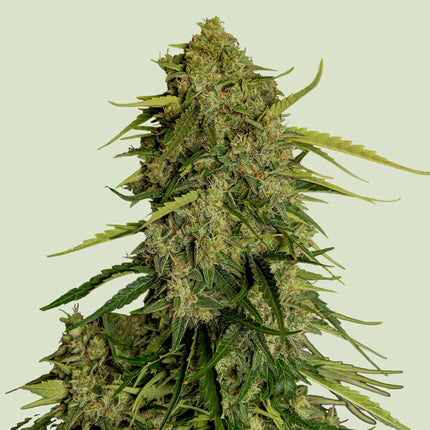 Royal Queen Seeds Atlas F1 (Royal Queen Seeds)