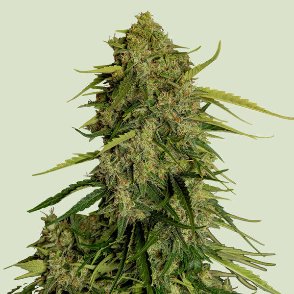 Royal Queen Seeds Atlas F1 (Royal Queen Seeds)