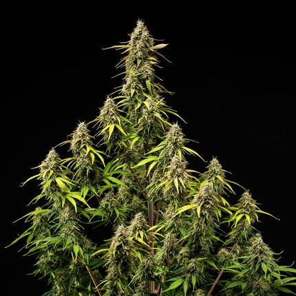 Royal Queen Seeds Atlas F1 (Royal Queen Seeds)