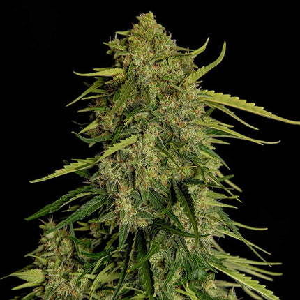 Royal Queen Seeds Atlas F1 (Royal Queen Seeds)