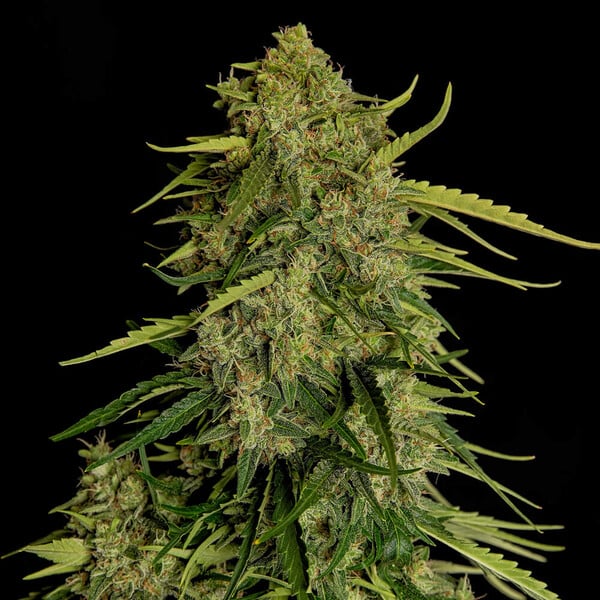 Royal Queen Seeds Atlas F1 (Royal Queen Seeds)
