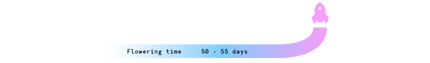 Royal Queen Seeds Atlas F1 (Royal Queen Seeds)