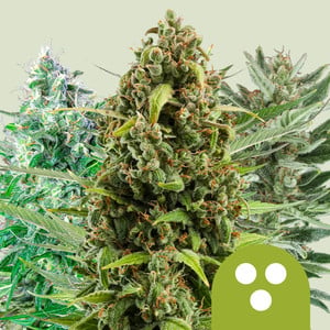 Royal Queen Seeds Autoflowering Mix (Royal Queen Seeds)