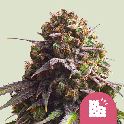 Royal Queen Seeds Biscotti (Royal Queen Seeds)