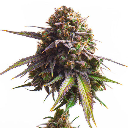 Royal Queen Seeds Biscotti (Royal Queen Seeds)