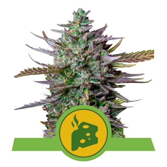 Royal Queen Seeds Blue Cheese Auto (Royal Queen Seeds)