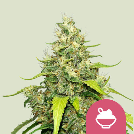 Royal Queen Seeds Blue Gelato (Royal Queen Seeds)