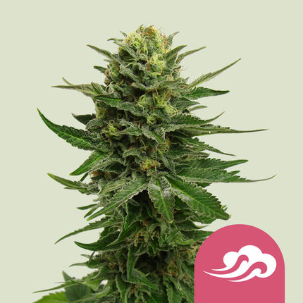 Royal Queen Seeds Blue Mystic (Royal Queen Seeds)