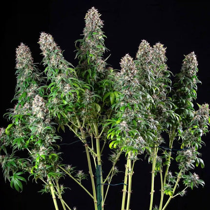 Royal Queen Seeds Blue Mystic (Royal Queen Seeds)