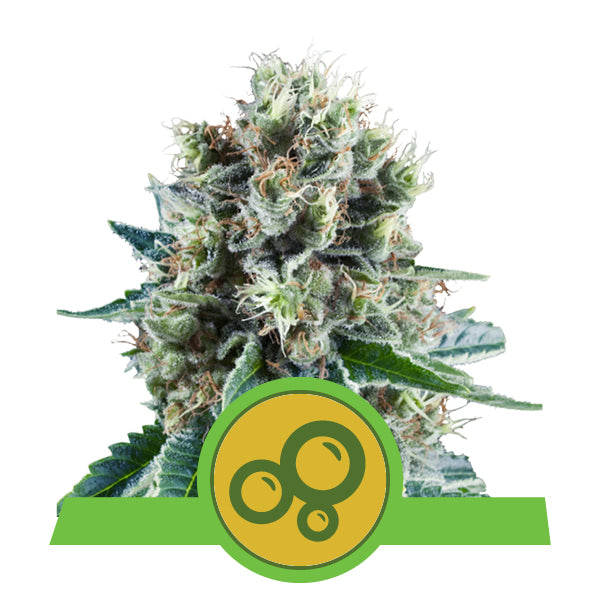 Royal Queen Seeds Bubble Kush Auto (Royal Queen Seeds)