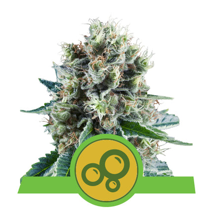 Royal Queen Seeds Bubble Kush Auto (Royal Queen Seeds)