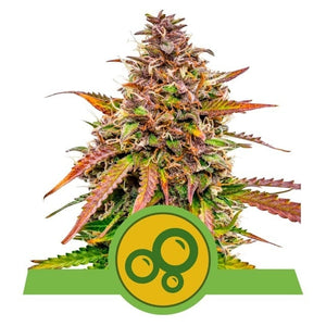 Royal Queen Seeds Bubble Kush Automatic